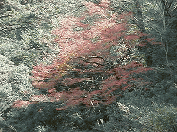 �g�t���ʐ^�Q��